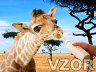 Žirafa, Zvířátka - Tapety na mobil - Ikonka