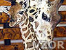 Žirafí mládě, Zvířátka - Tapety na mobil - Ikonka